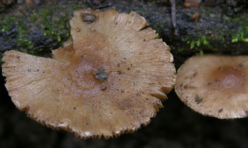 Sono in crisi...(cfr. Inocybe sp.)